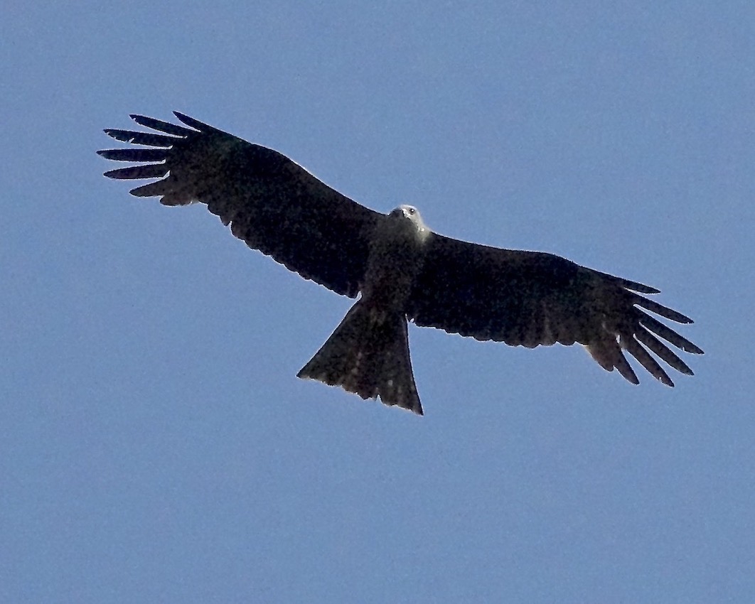 black kite
